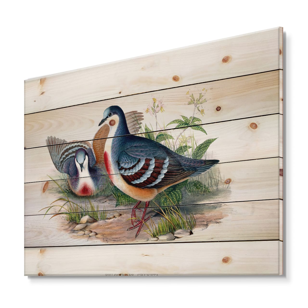 Designart - Vintage Birds In The Wild IV - Traditional Print on Natural Pine Wood